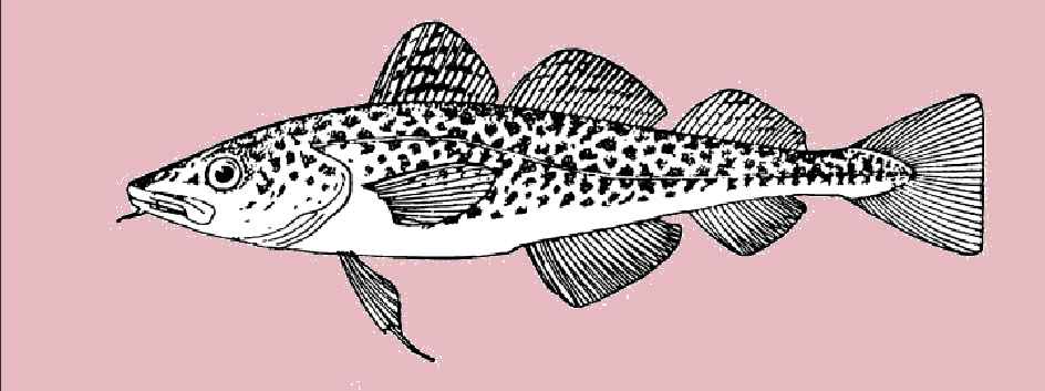 Cod, Atlantic