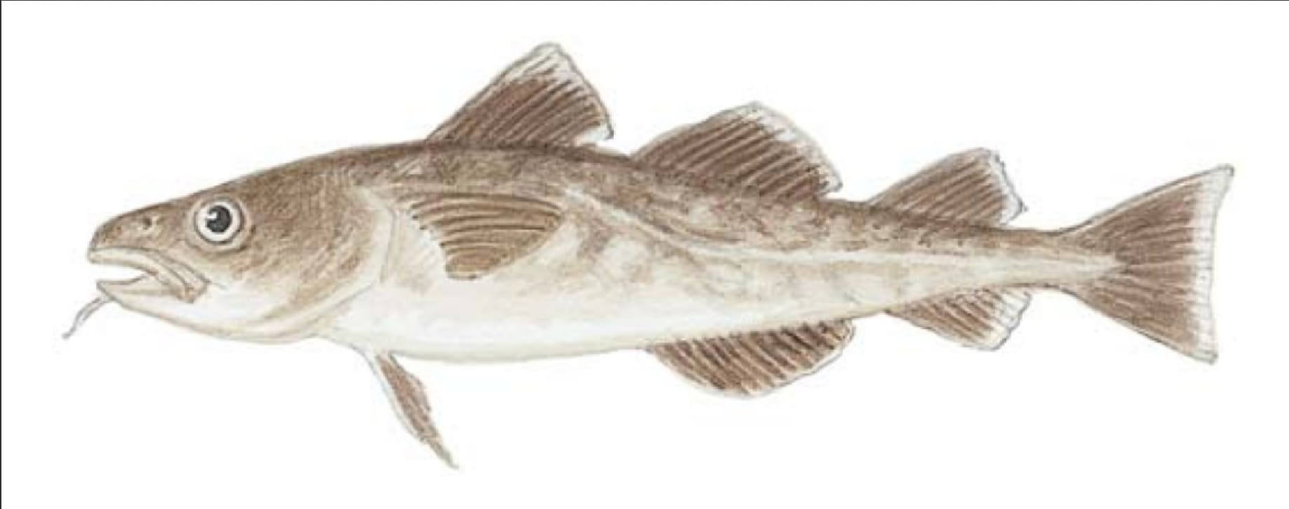 Cod, Pacific
