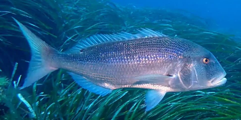 Common Dentex