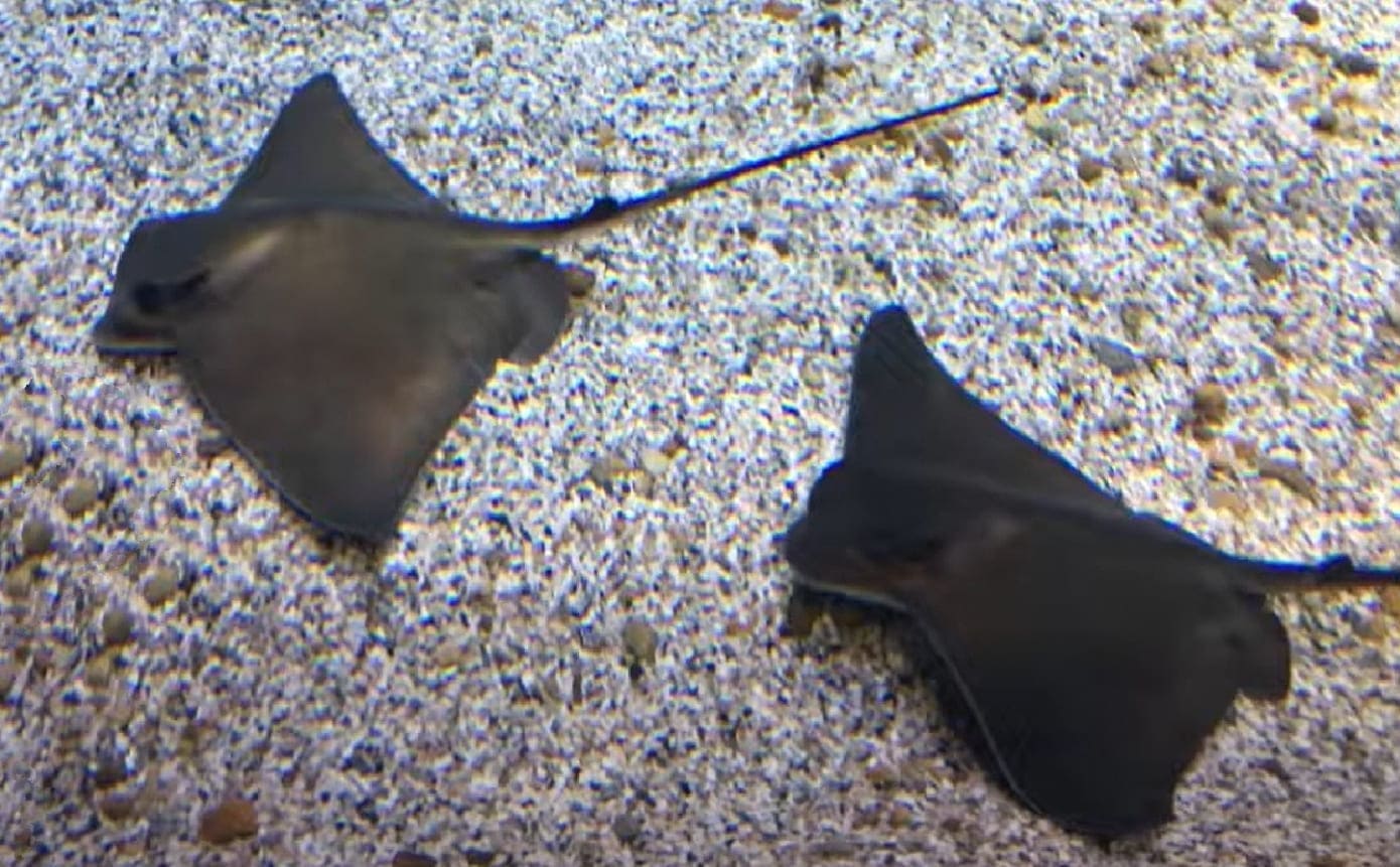 Common eagle ray