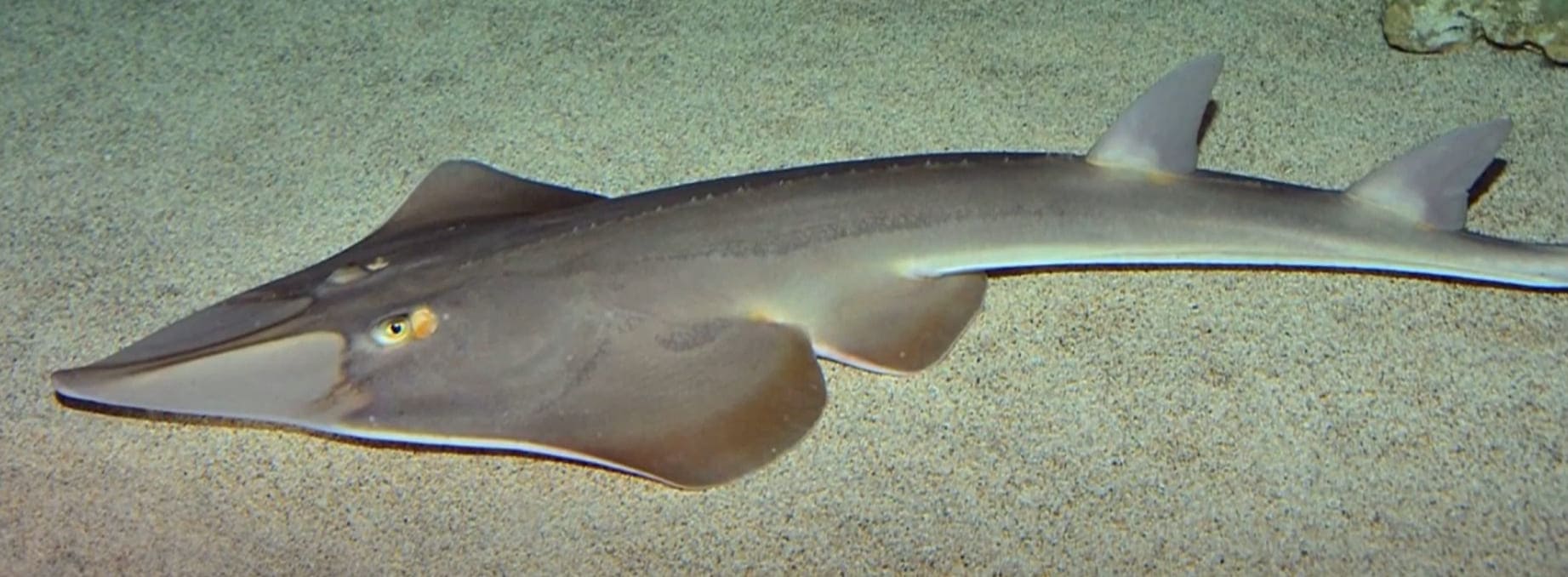 Common guitarfish