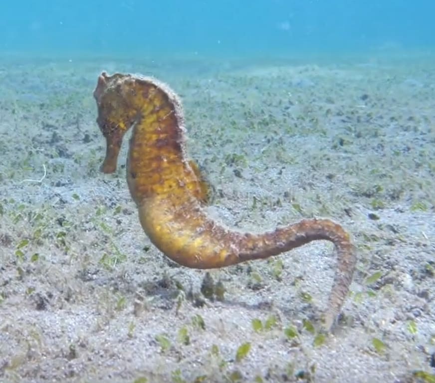Common seahorse
