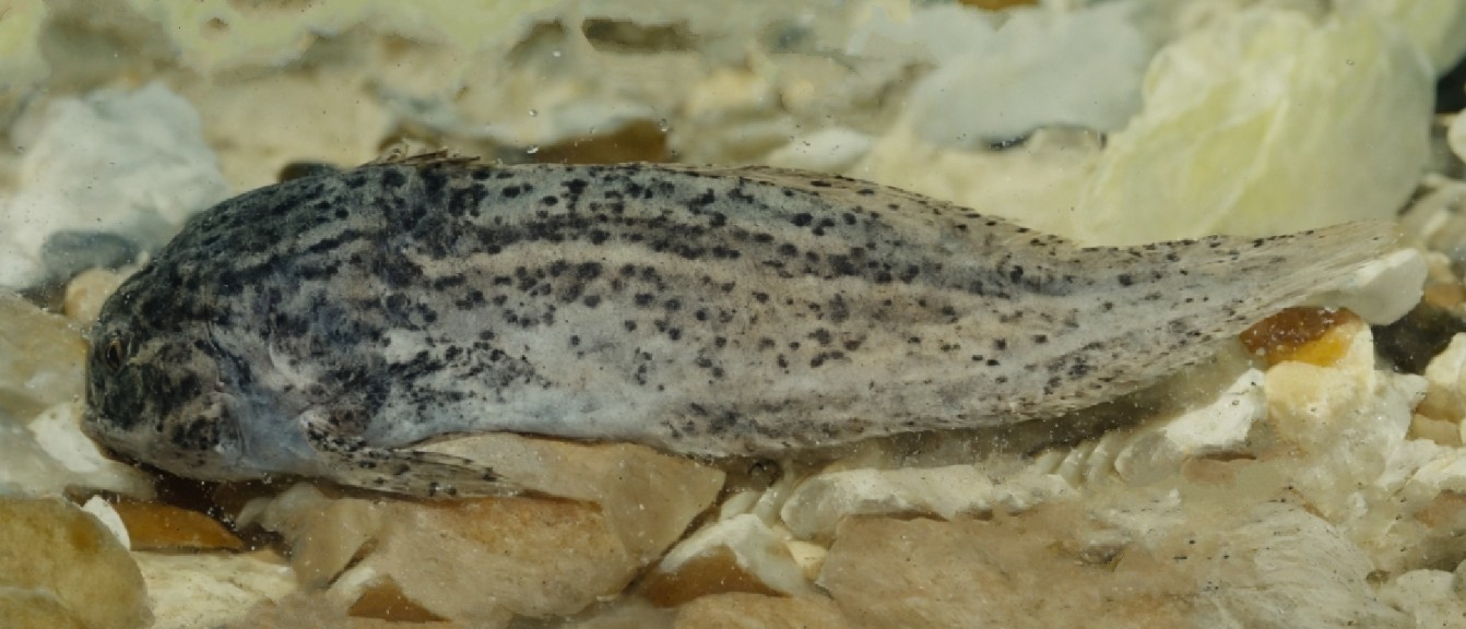 Common seasnail