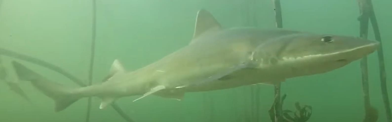 Common smooth-hound