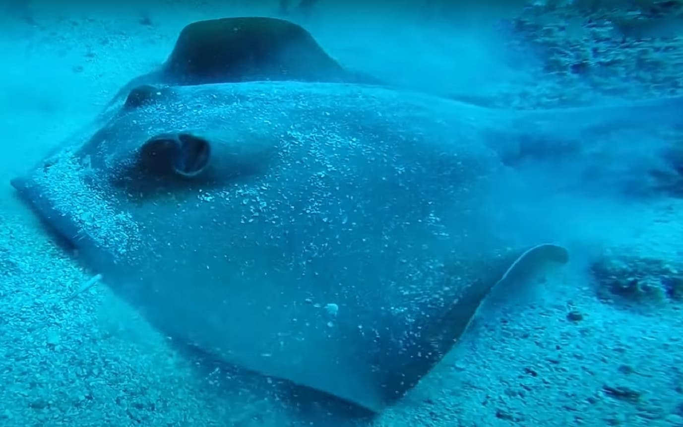Common stingray