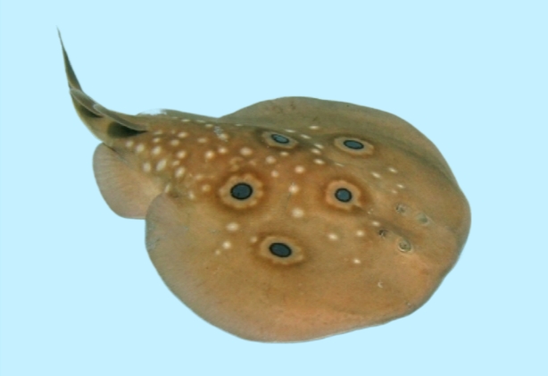 Common torpedo