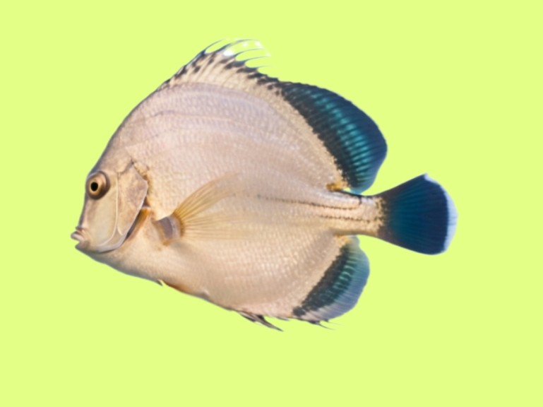 Concertina fish