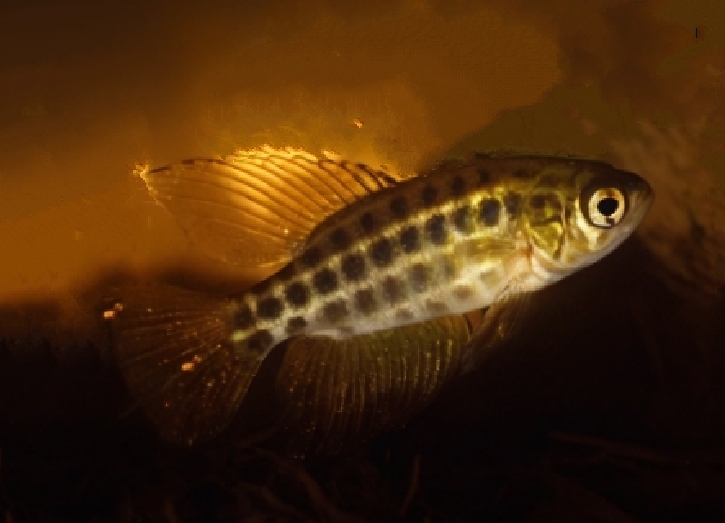 Constancia’s seasonal killifish