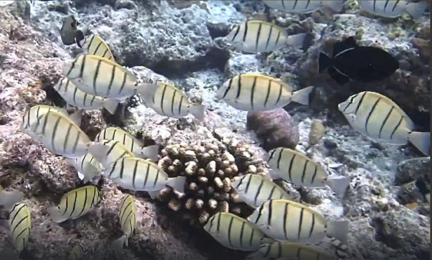 Convict surgeonfish