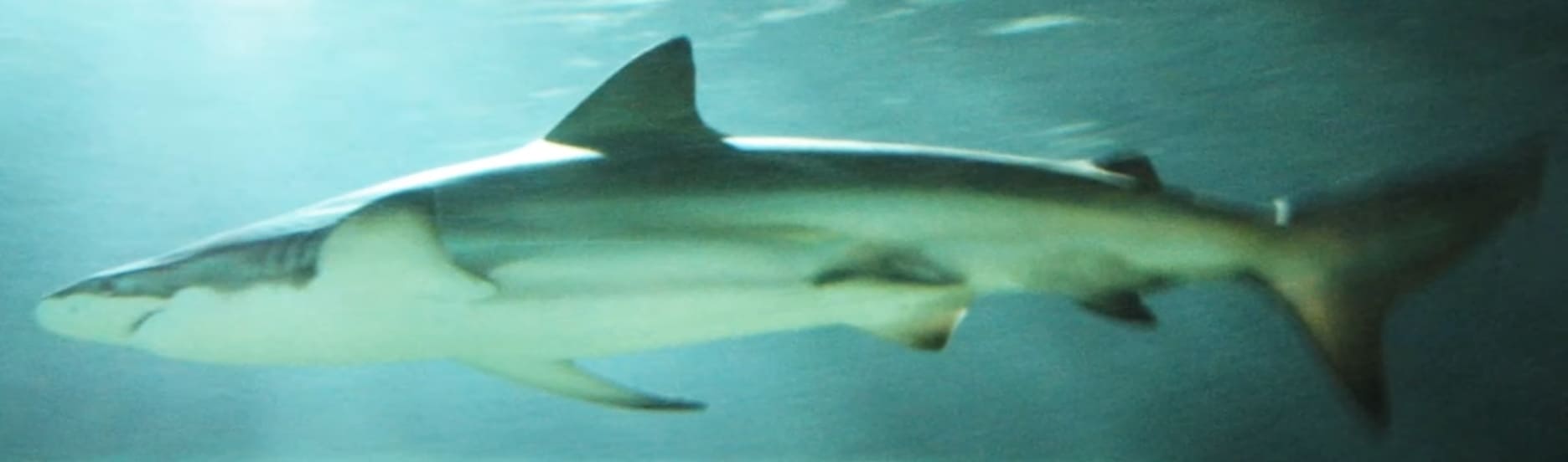 Copper shark