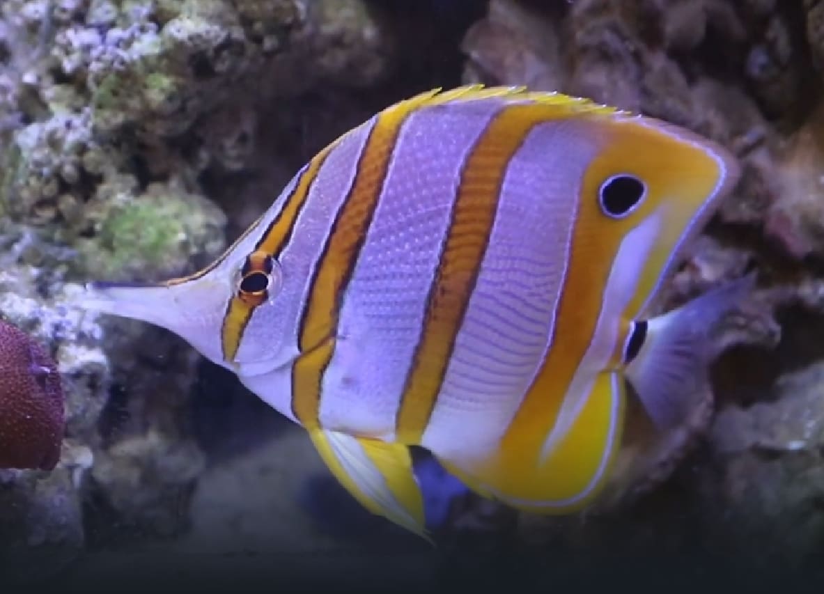 Copperband butterflyfish
