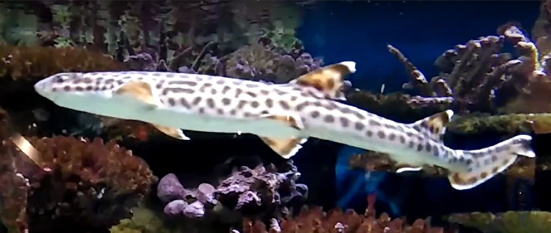 Coral catshark