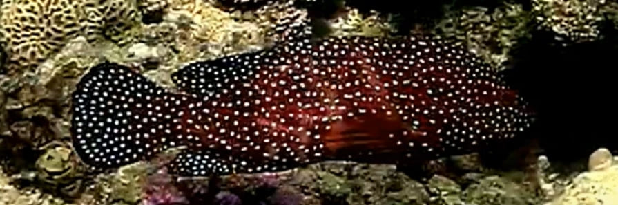 Coral grouper