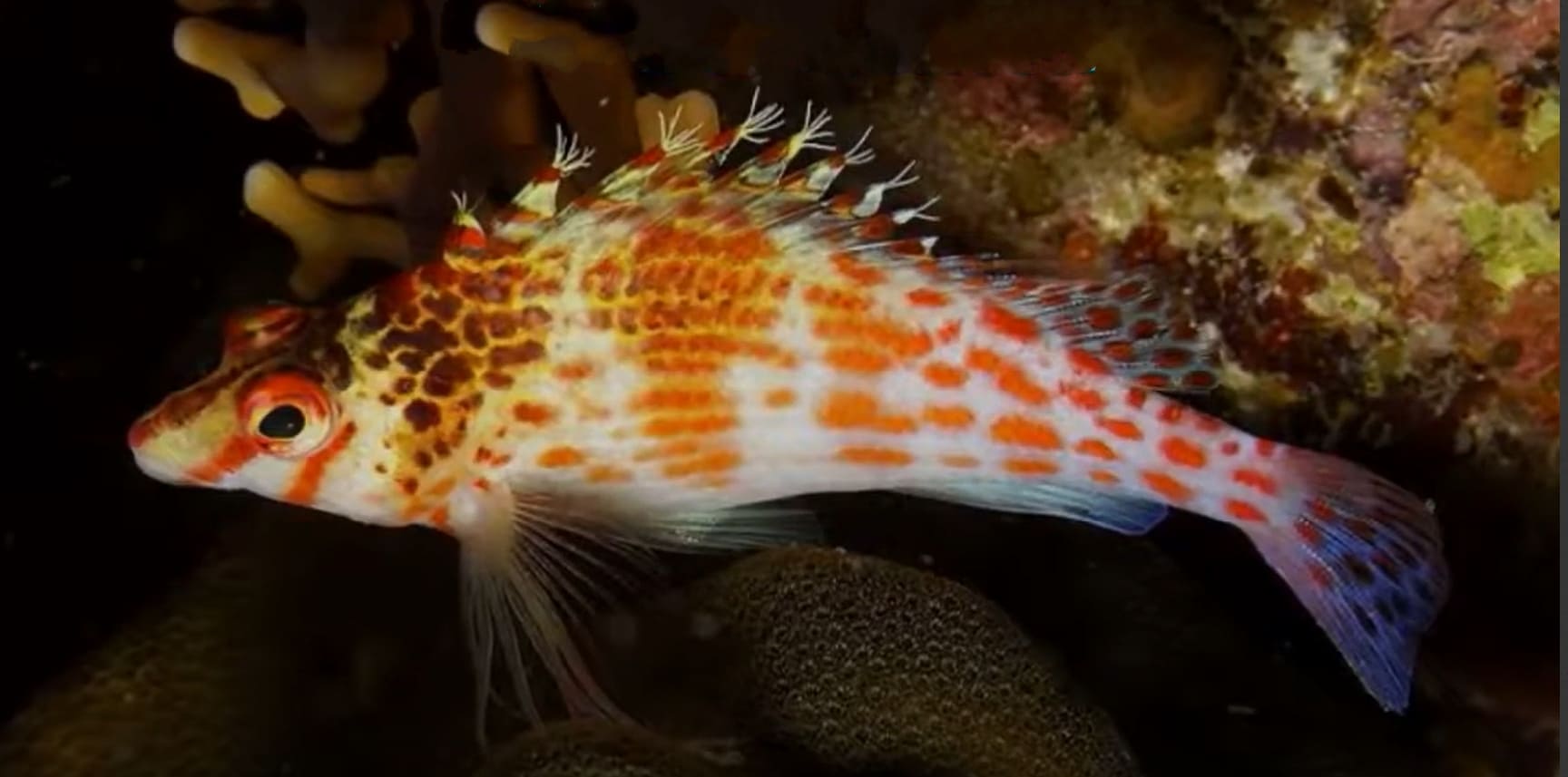 Coral hawkfish