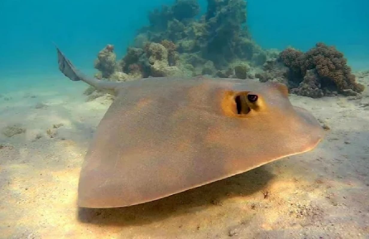 Cowtail stingray