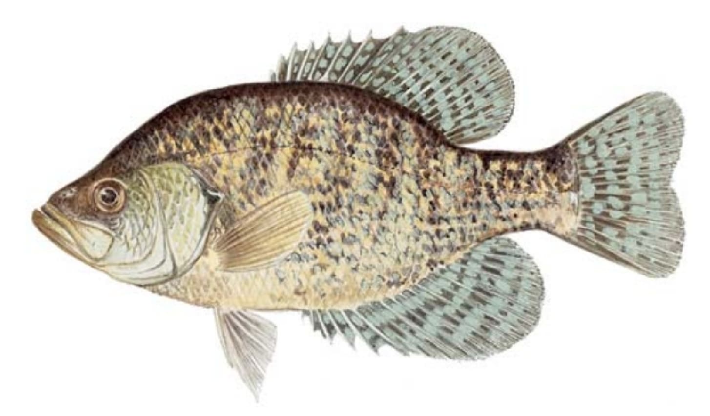 Crappie, Black