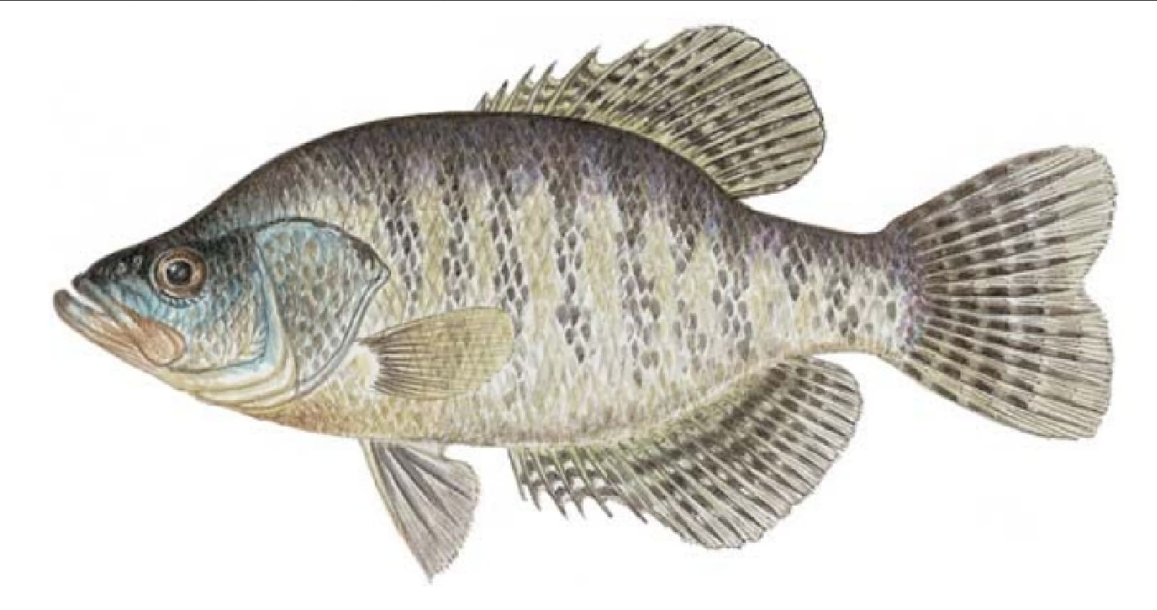 Crappie, White