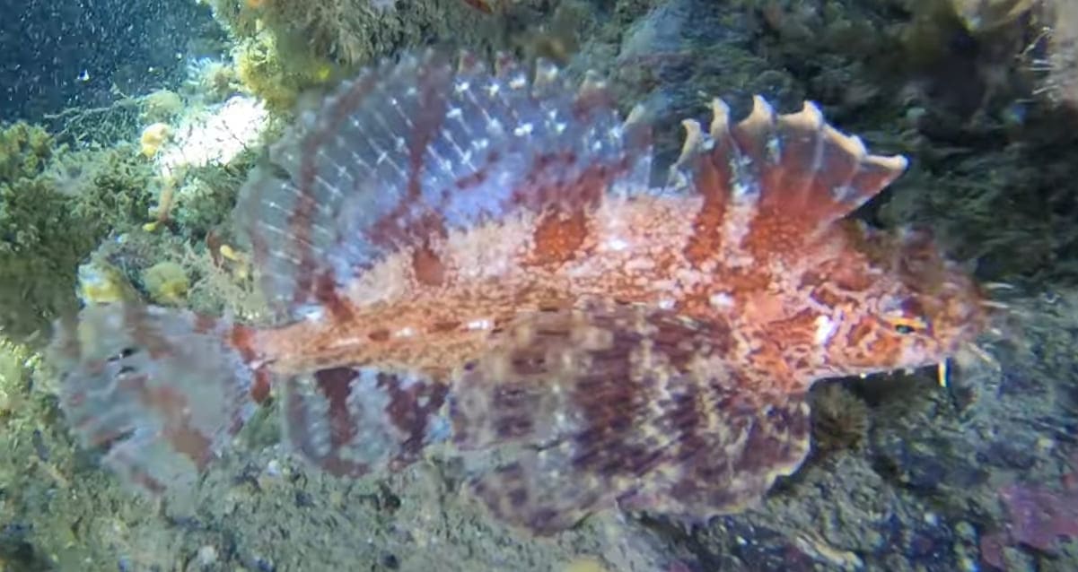 Crested sculpin
