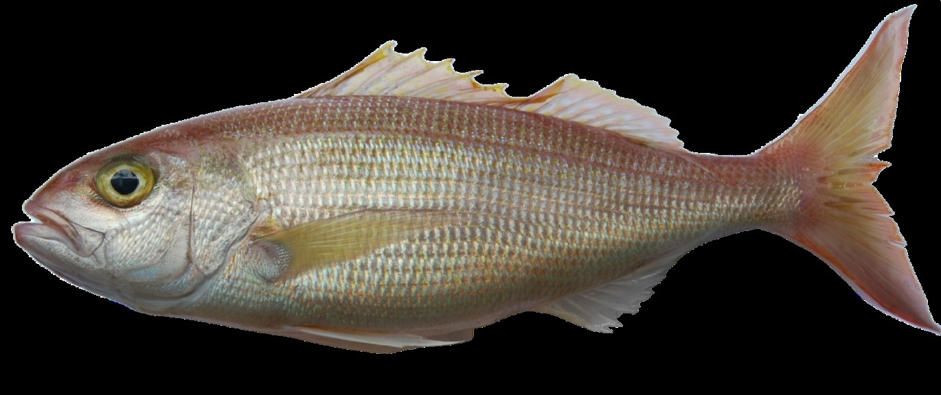 Crimson jobfish