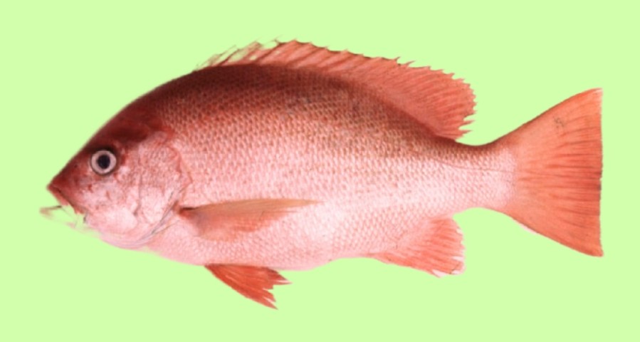 Crimson snapper