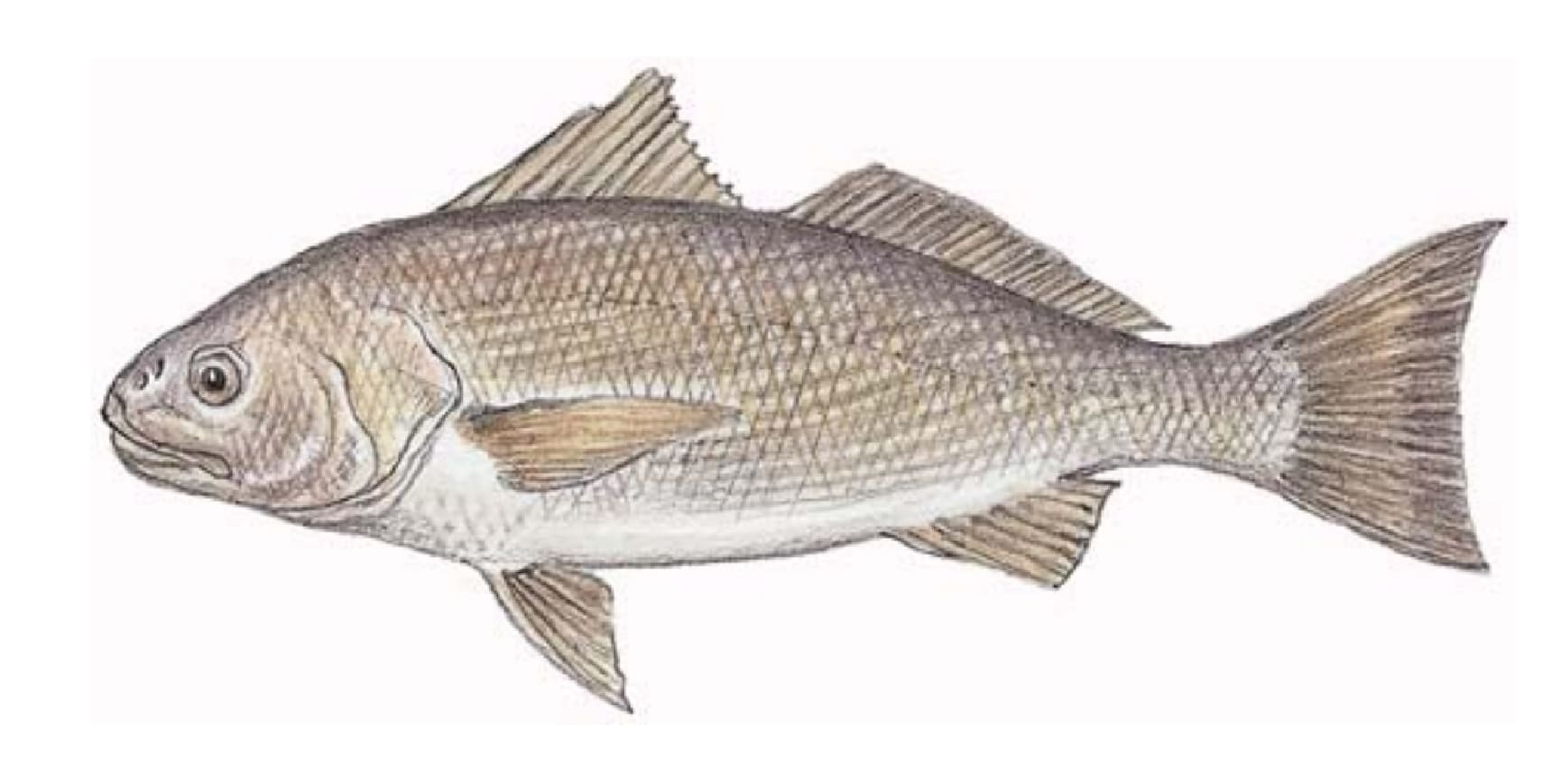 Croaker, White