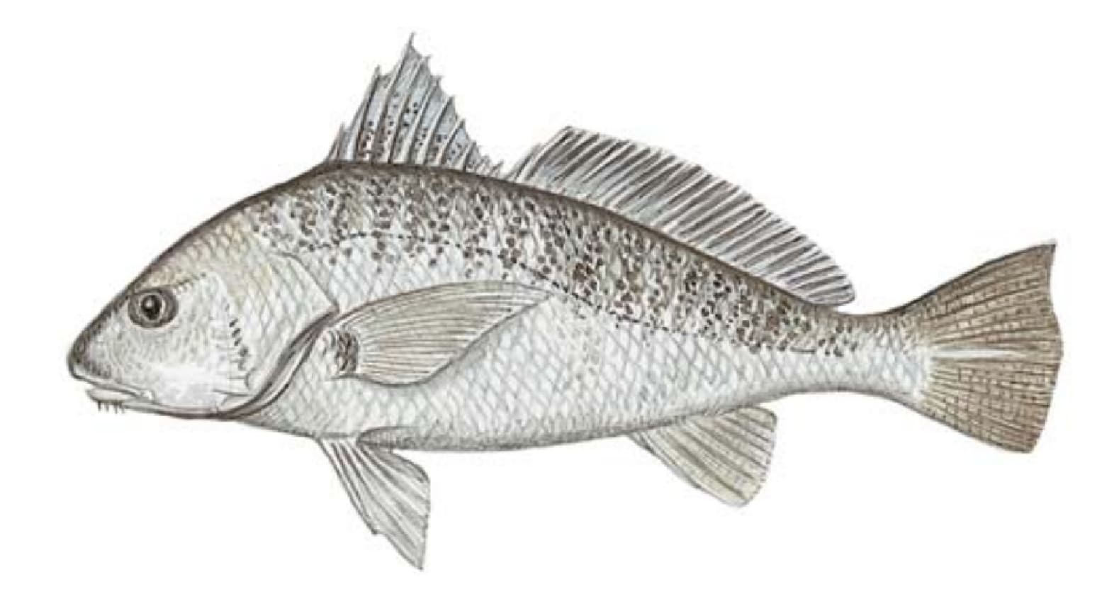 Croaker, Atlantic