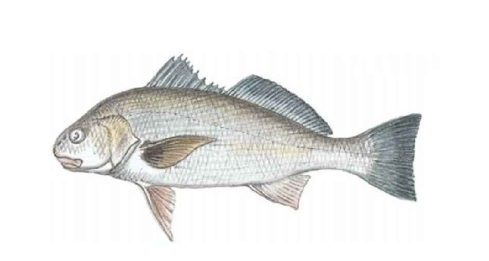 Croaker, Spotfin
