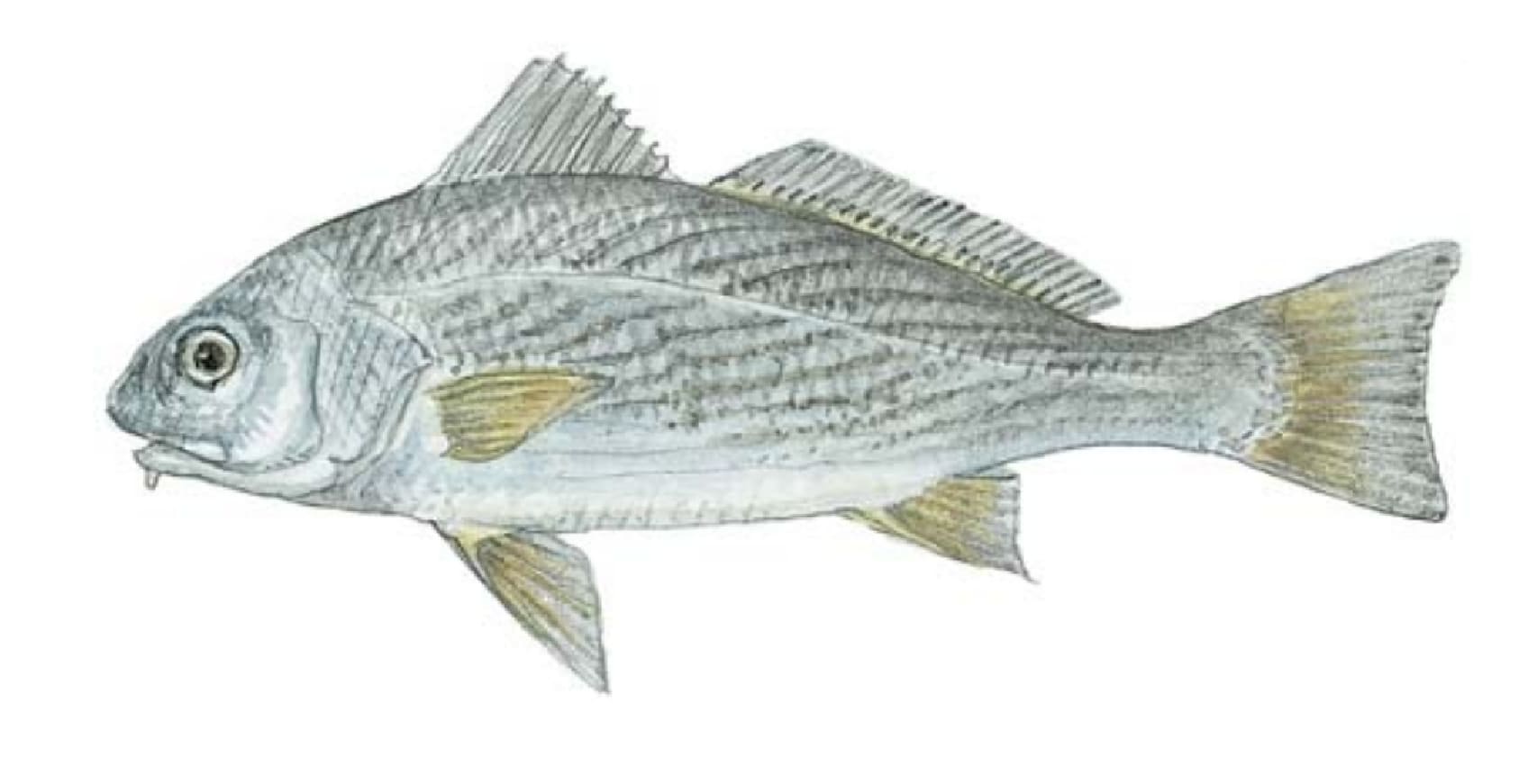 Croaker, Yellowfin