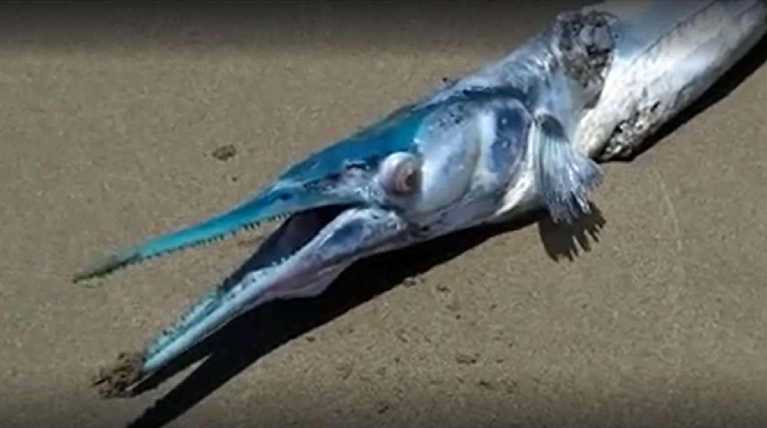 Crocodile needlefish