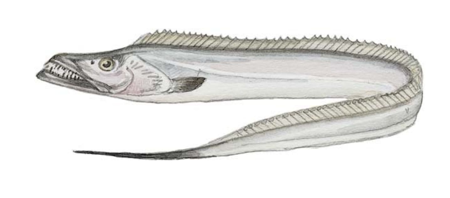 Cutlassfish