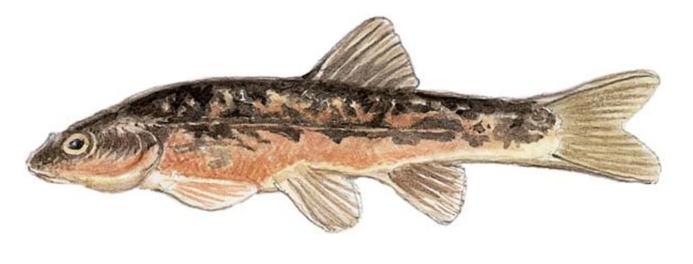 Dace, Blacknose
