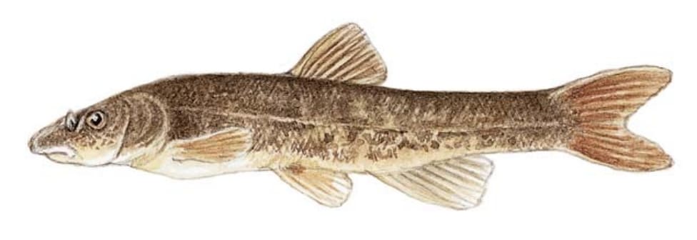 Dace, Longnose
