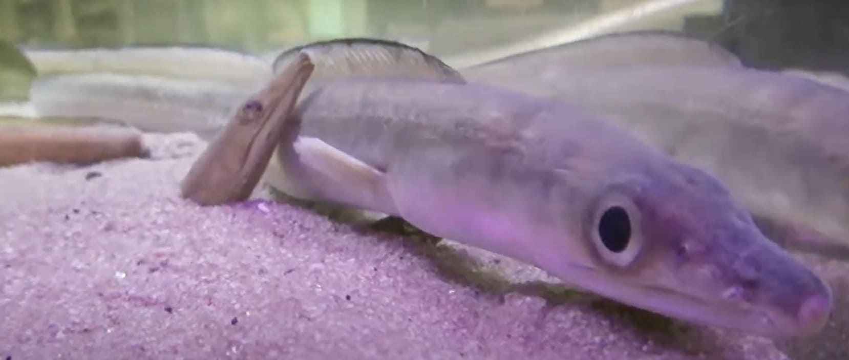 Daggertooth pike conger