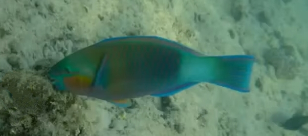 Daisy parrotfish