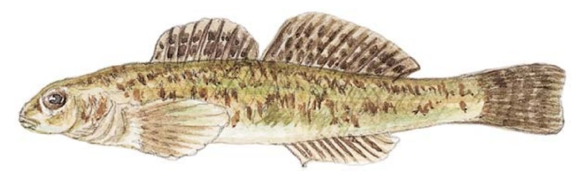 Darters: Johnny Darter