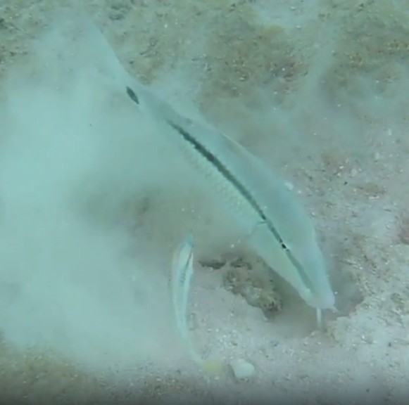 Dash-and-dot goatfish