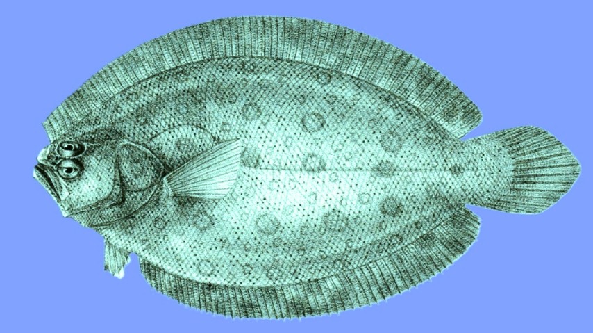 Deep flounder