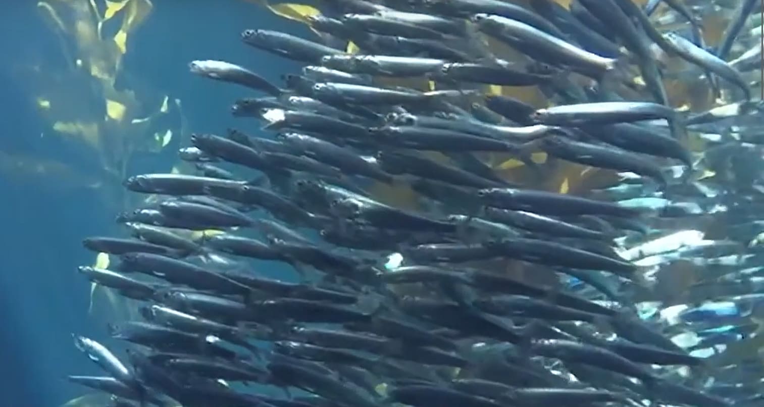 Deepbody sardinella