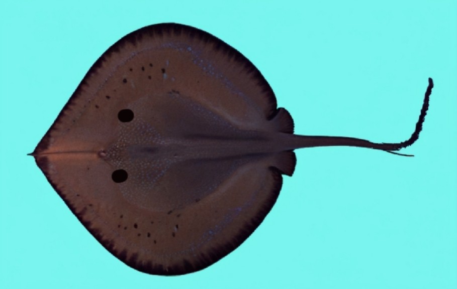 Deepwater stingray