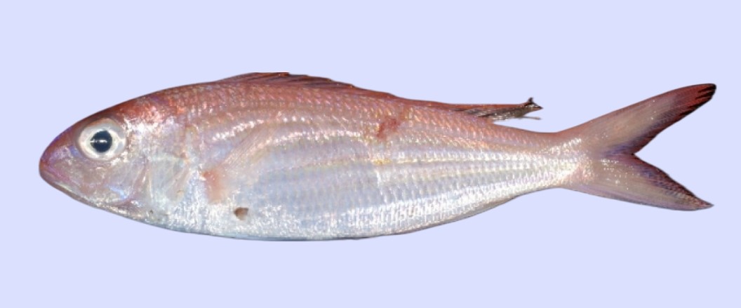 Delagoa threadfin bream