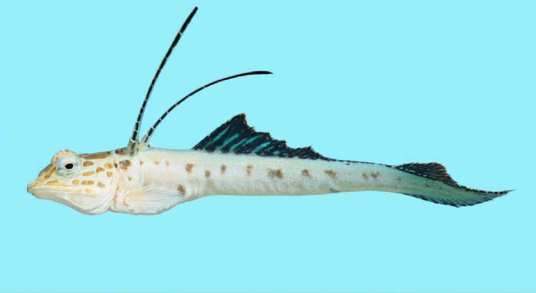 Delicate dragonet