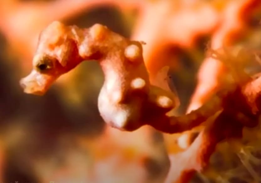 Denise's pygmy seahorse