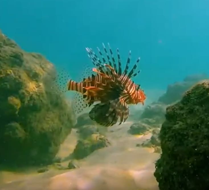 Devil firefish