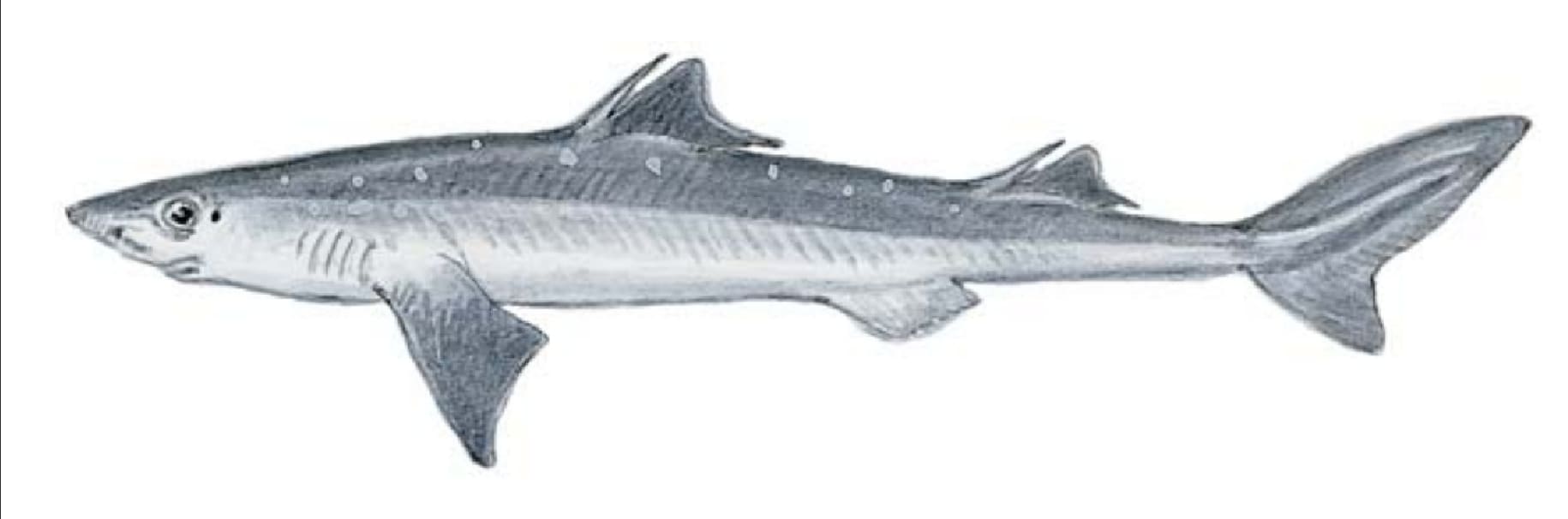 Dogfish, Spiny