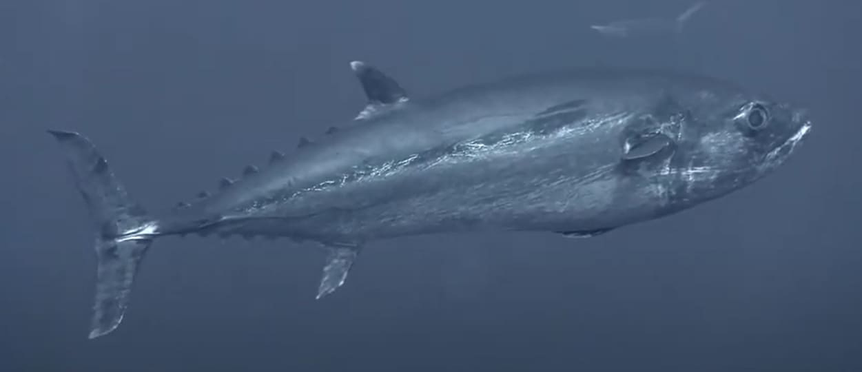 Dogtooth tuna