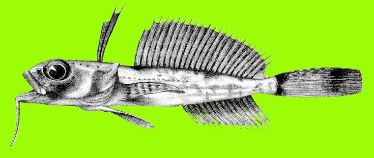 Dolloidraco longedorsalis