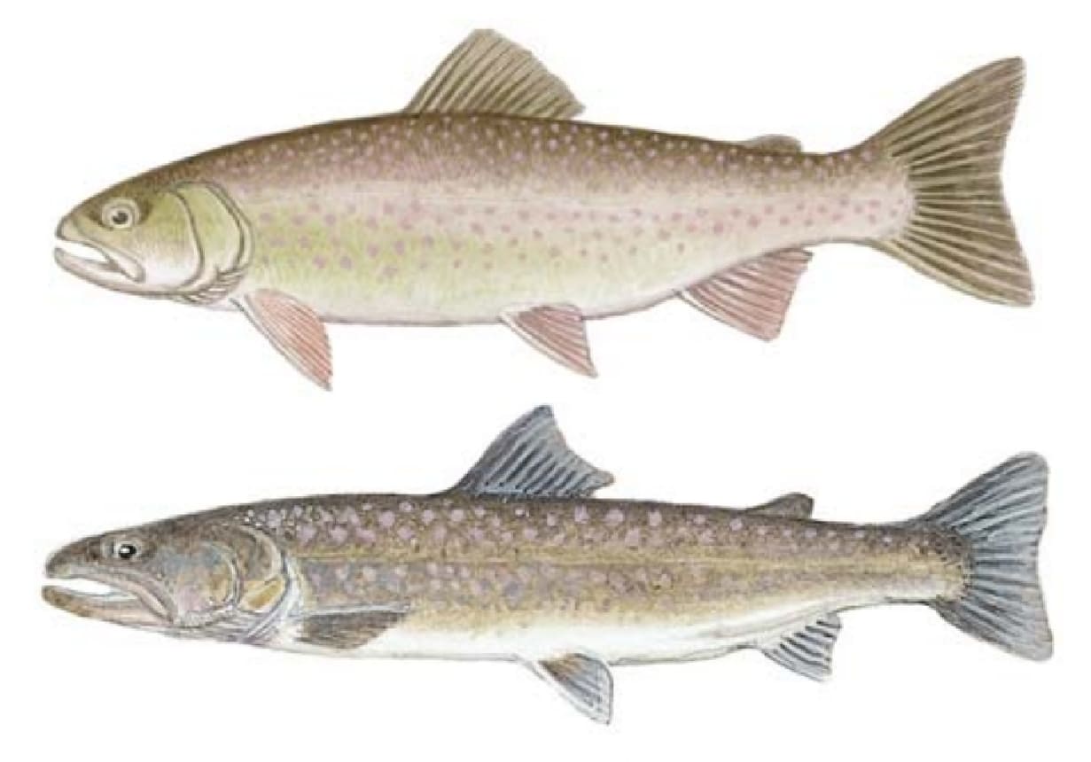 Dolly Varden, Bull Trout