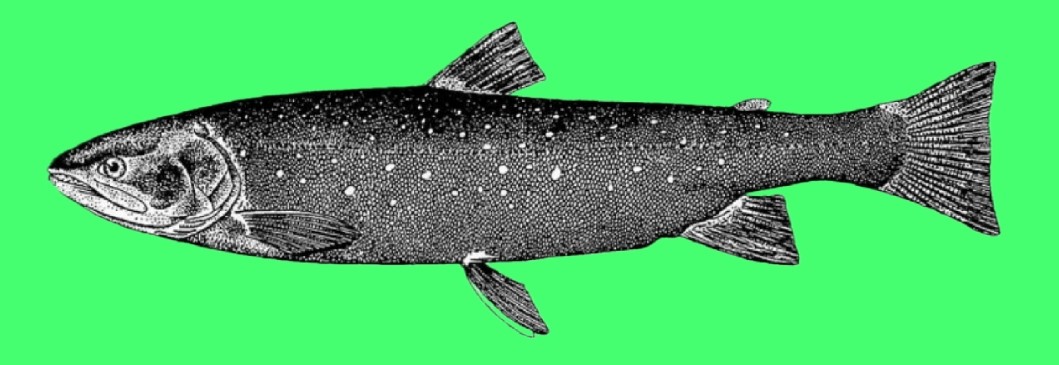 Dolly Varden trout