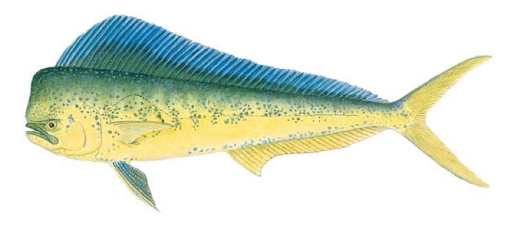 Dolphin, Common