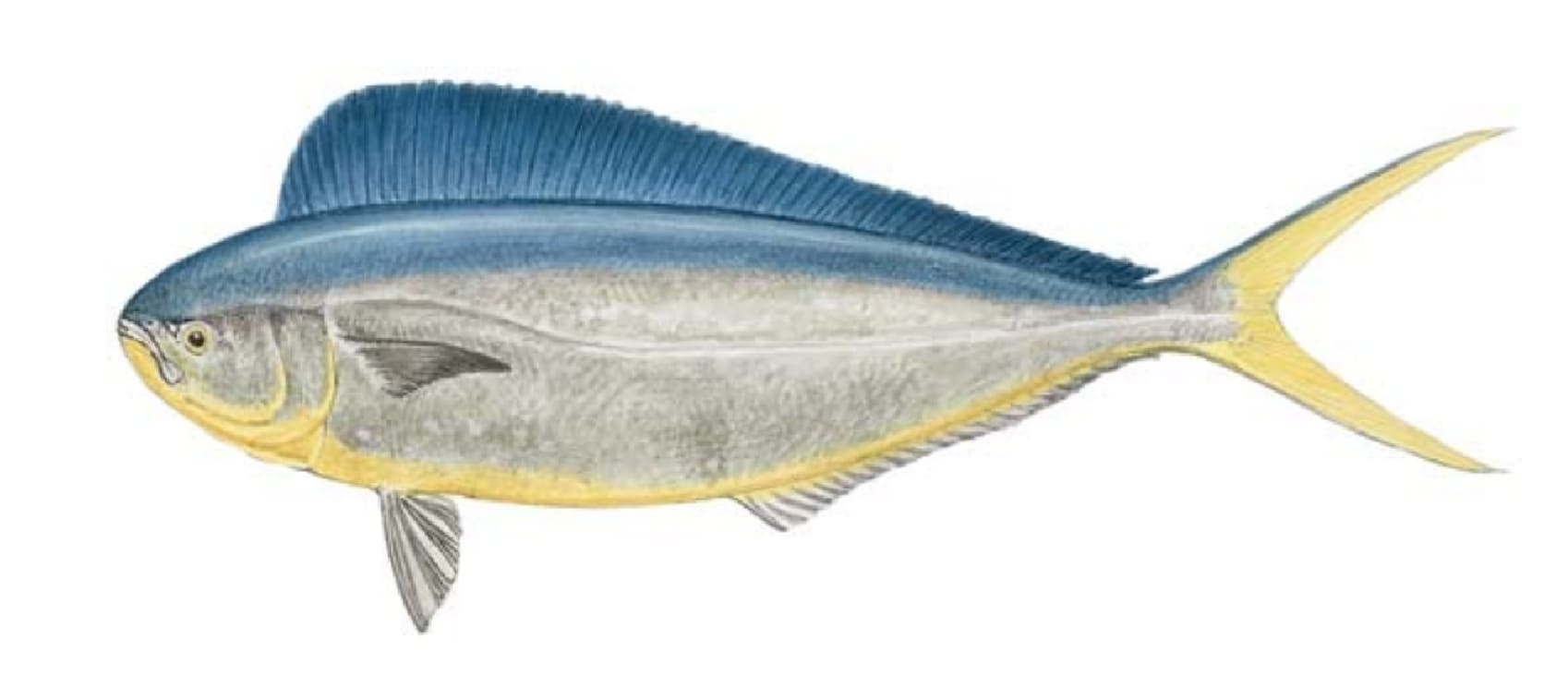 Dolphin, Pompano